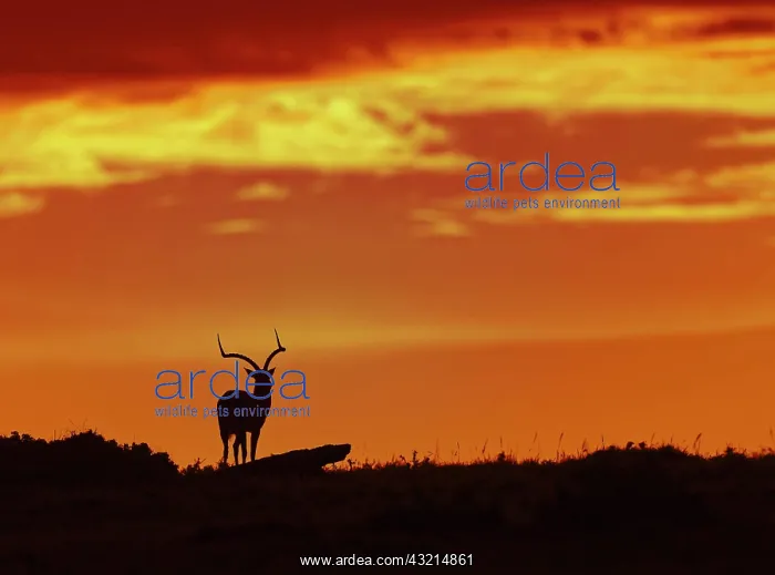 : Impala (Aepyceros melampus) at sunrise, Masai Mara : Impala (Aepyceros melampus) at sunrise, Masai Mara