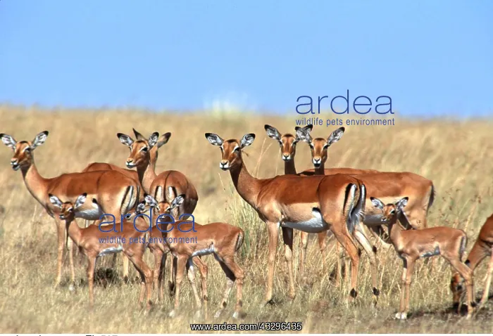  : IMPALA ANTELOPES - and young