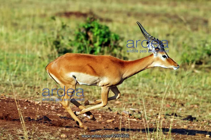 : Impala Buck - on the move : Impala Buck - on the move