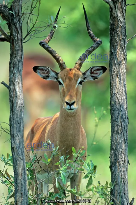 : Impala - buck standing between 2 trees : Impala - buck standing between 2 trees