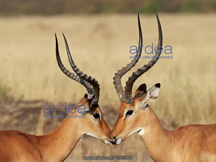 : Impala - bucks : Impala - bucks