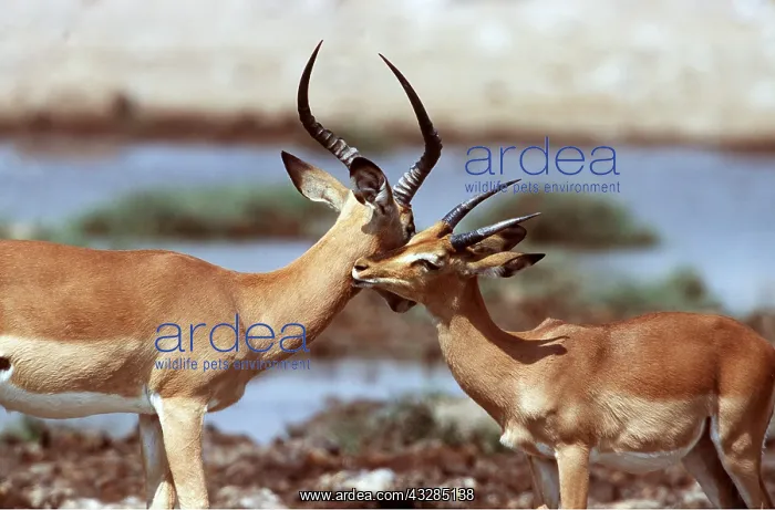 : IMPALA - bucks meeting : IMPALA - bucks meeting