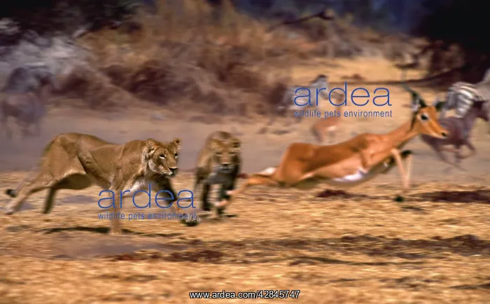 : Impala chased by Lions (Panthera leo) : Impala chased by Lions (Panthera leo)