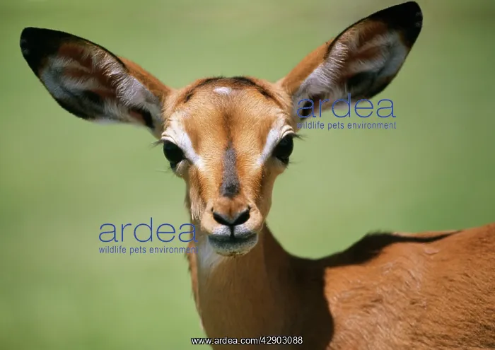 : IMPALA - close-up of face : IMPALA - close-up of face