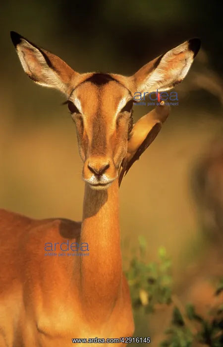 : IMPALA - close-up of femaleIs head and shoulders : IMPALA - close-up of femaleIs head and shoulders