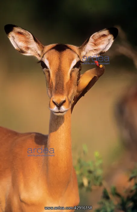 : IMPALA - close-up of femaleIs head and shoulders : IMPALA - close-up of femaleIs head and shoulders