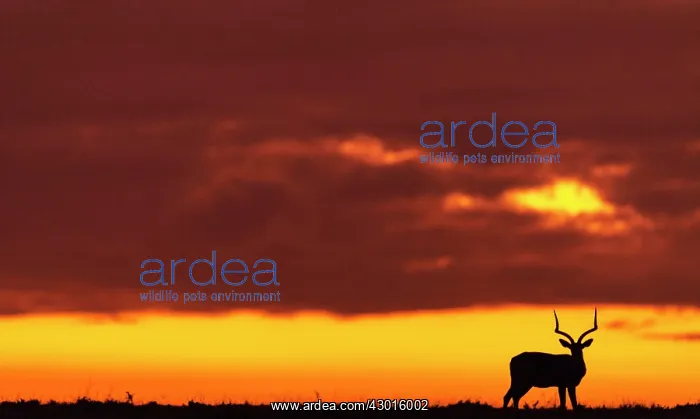 : Impala at dusk : Impala at dusk
