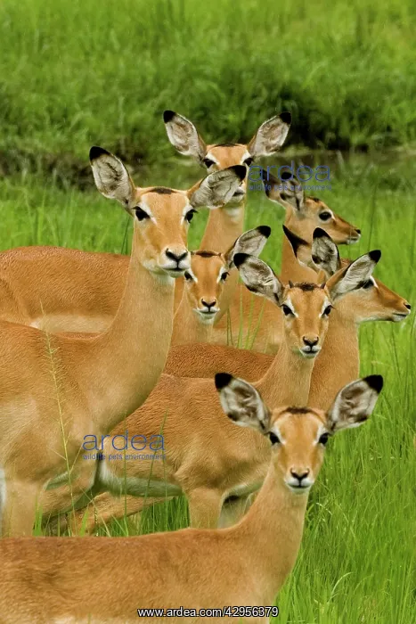 : Impala family : Impala family