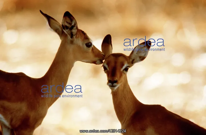 : IMPALA - fawns : IMPALA - fawns