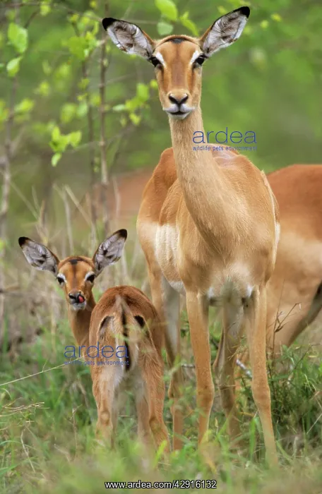 : IMPALA - female with calf, calf its licking nose : IMPALA - female with calf, calf its licking nose