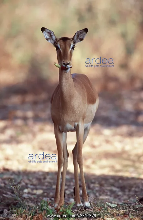 : IMPALA - female, feeding on flower of Sausage Tree in mouth : IMPALA - female, feeding on flower of Sausage Tree in mouth