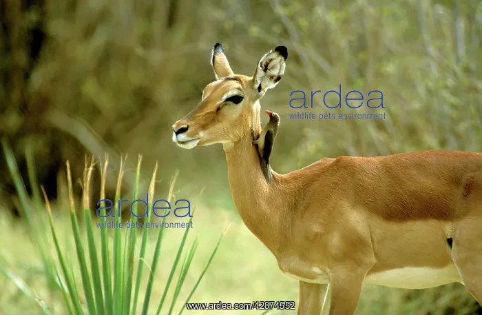  : Impala - female with Red-billed oxpecker (Buphagus