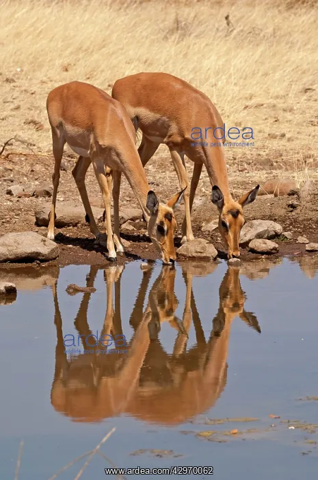 : Impala - two females drinking at waterhole : Impala - two females drinking at waterhole