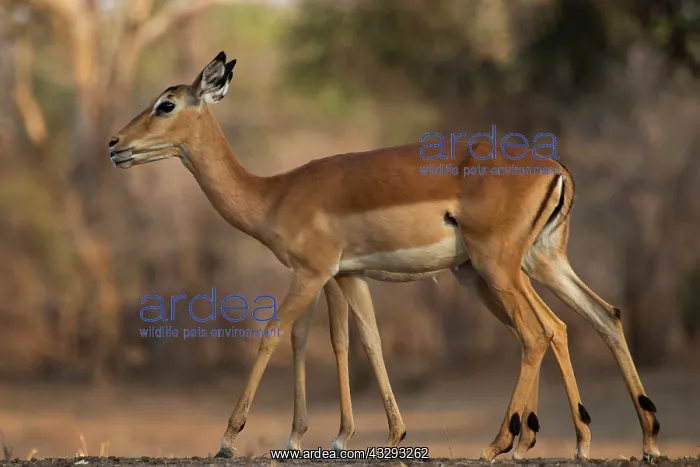 : Impala are frequently seen in South Luangwa National Park Za : Impala are frequently seen in South Luangwa National Park Za