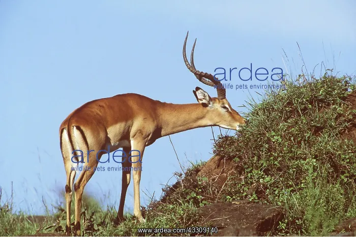  : IMPALA - GRAZING
