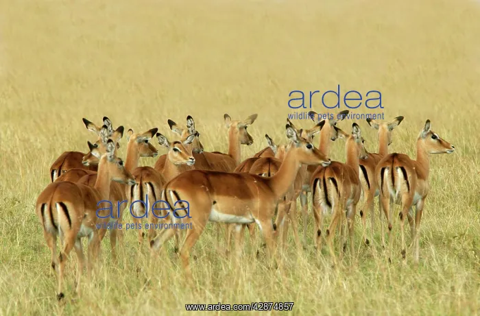 : Impala - group : Impala - group