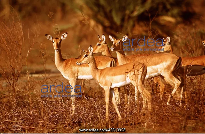 : IMPALA - group : IMPALA - group