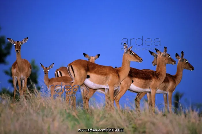 : Impala - herd alert to approaching thunder : Impala - herd alert to approaching thunder