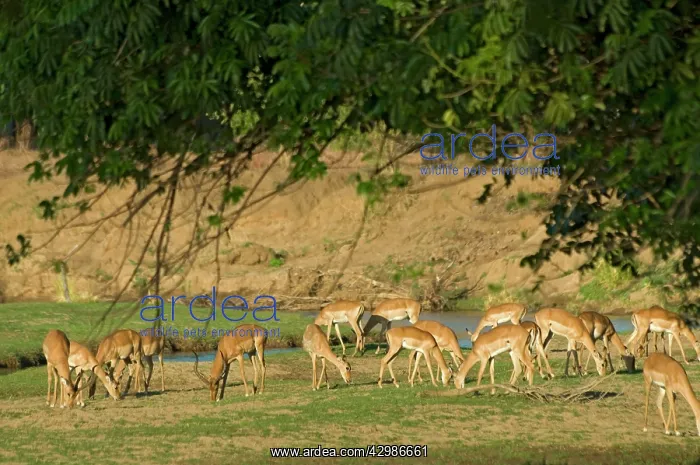 : Impala - herd grazing on sparse grass produced : Impala - herd grazing on sparse grass produced