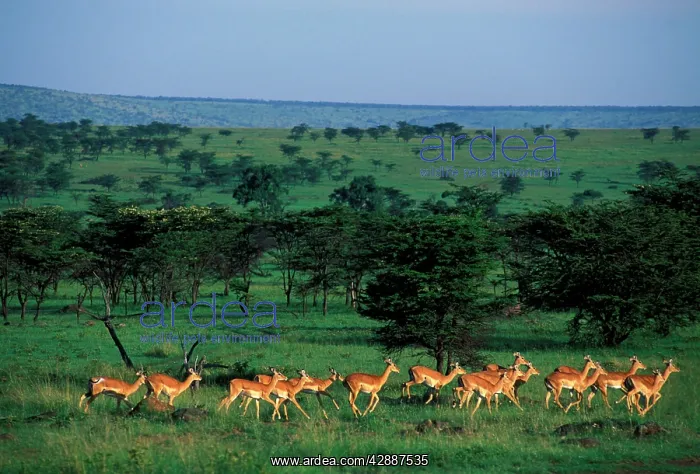  : Impala - A herd of Impala running