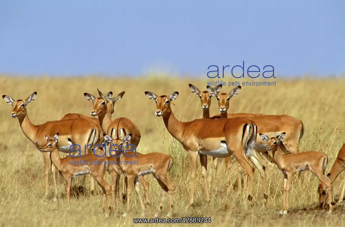  : Impala - herd including young