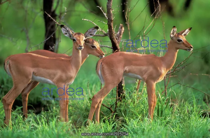  : IMPALA - Juveniles, infront of trees
