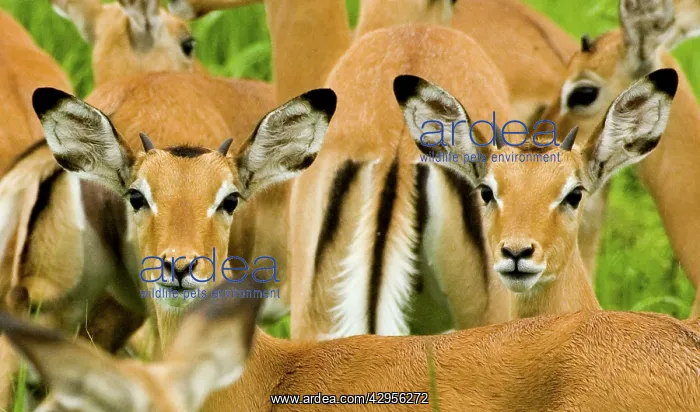 : Impala - Katavi National Park : Impala - Katavi National Park