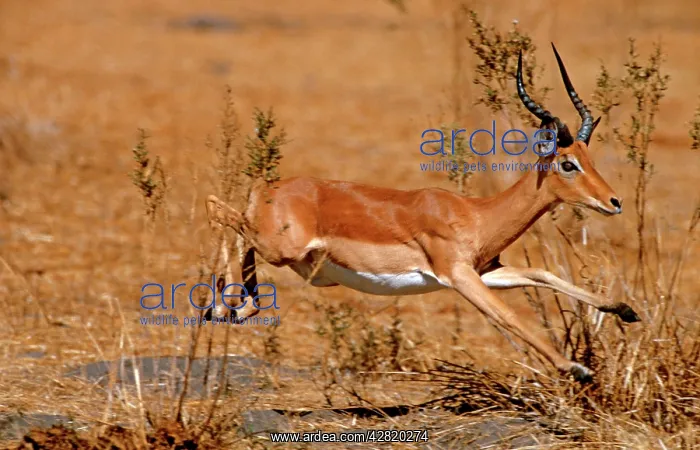 : Impala - Leaping : Impala - Leaping
