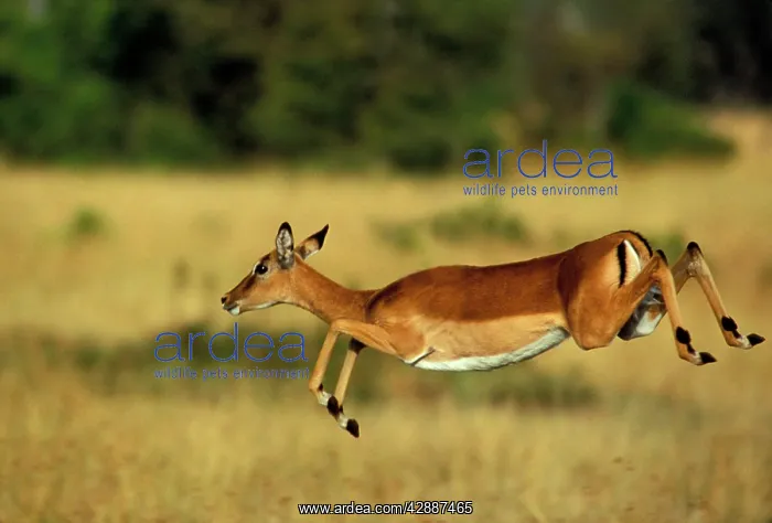  : Impala - Leaping