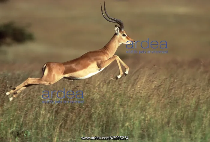  : Impala - leaping