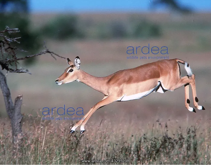  : IMPALA - leaping, pronking