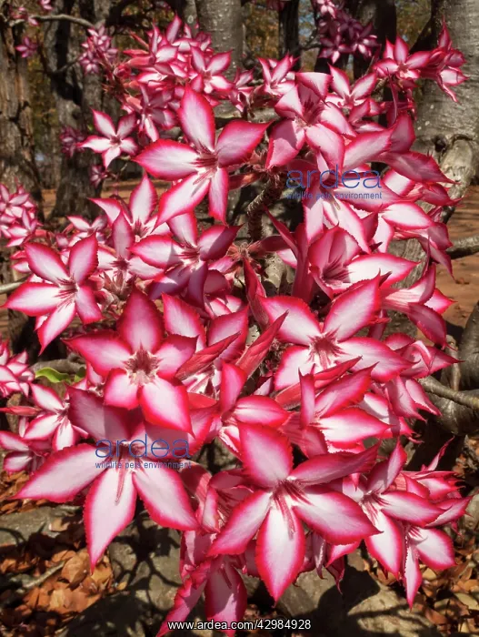 : Impala Lily : Impala Lily