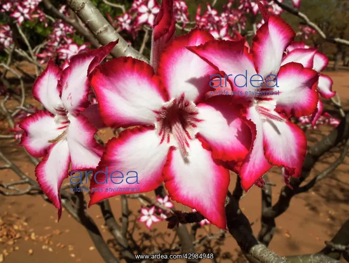 : Impala Lily : Impala Lily
