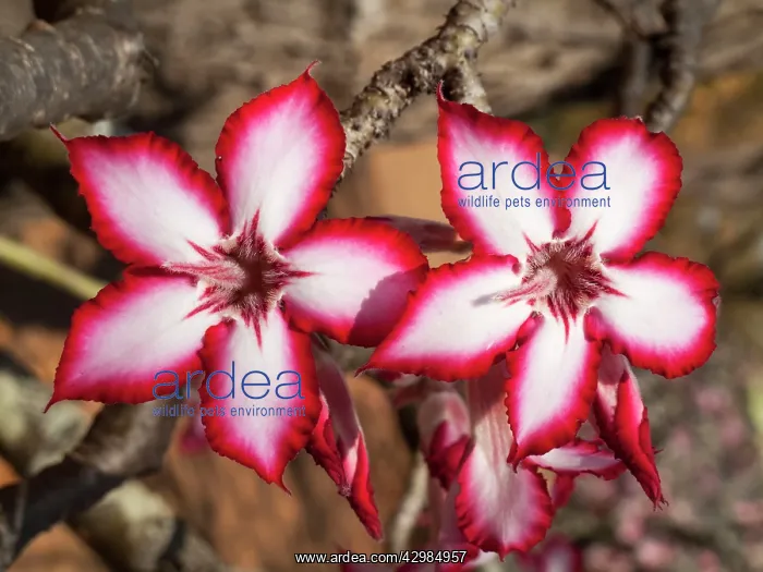  : Impala Lily
