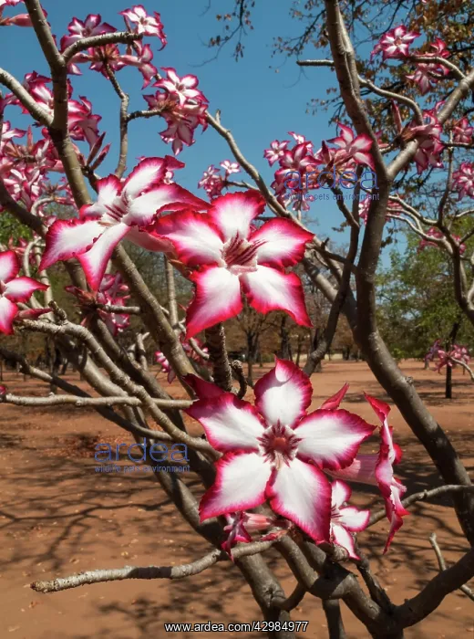 : Impala Lily : Impala Lily