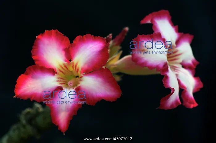 : Impala lily : Impala lily