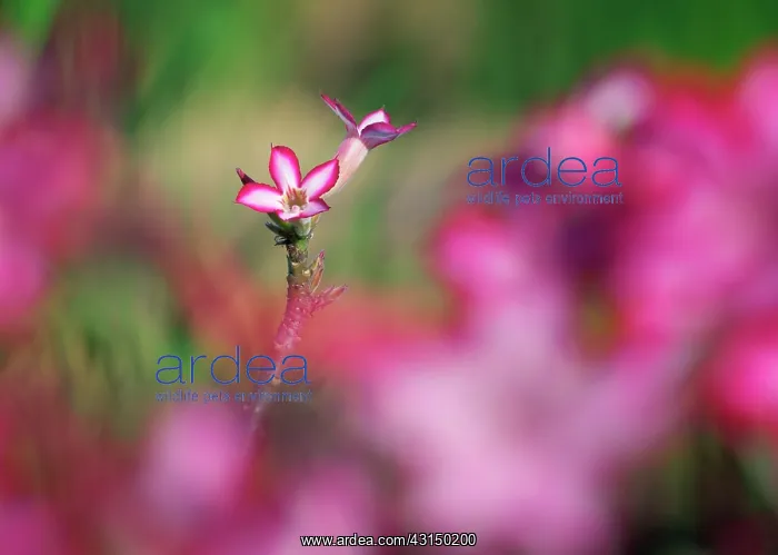 : Impala lily : Impala lily