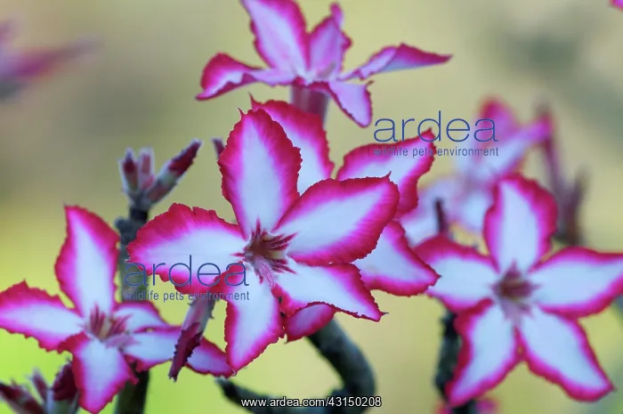 : Impala lily : Impala lily
