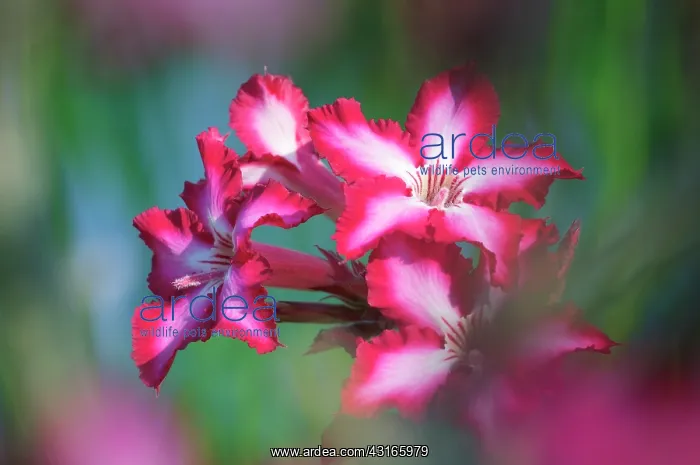 : Impala lily : Impala lily