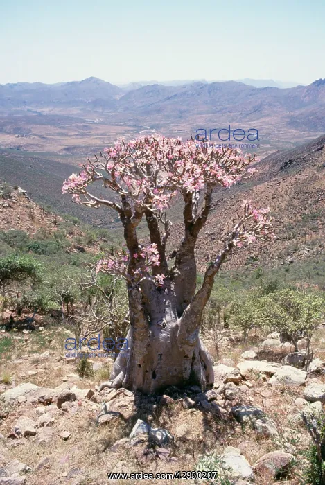 : Impala Lily / Desert Rose - in bloom : Impala Lily / Desert Rose - in bloom