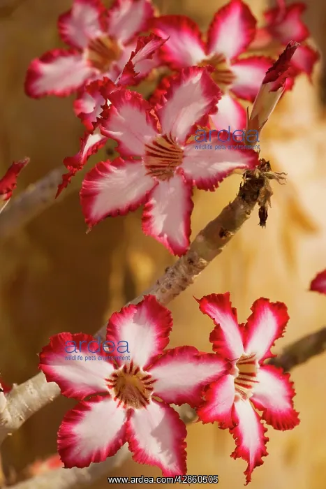 : Impala lily; rare and threatened southern African : Impala lily; rare and threatened southern African