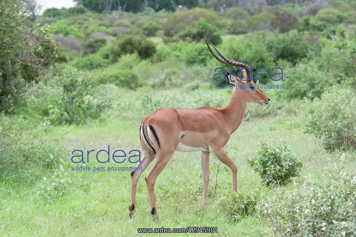 : Impala - Male : Impala - Male