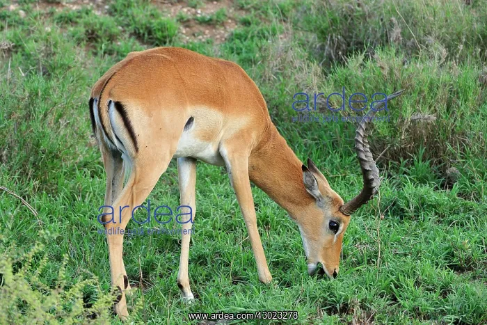 : Impala male : Impala male