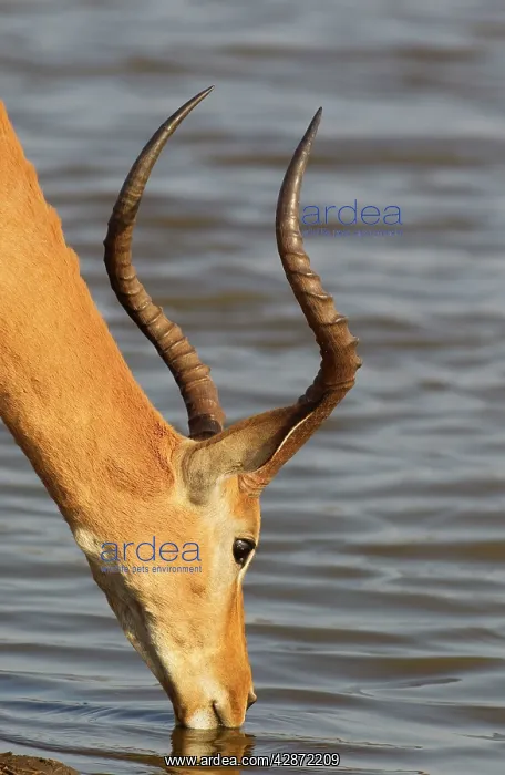  : Impala - male drinking at the lakeshore