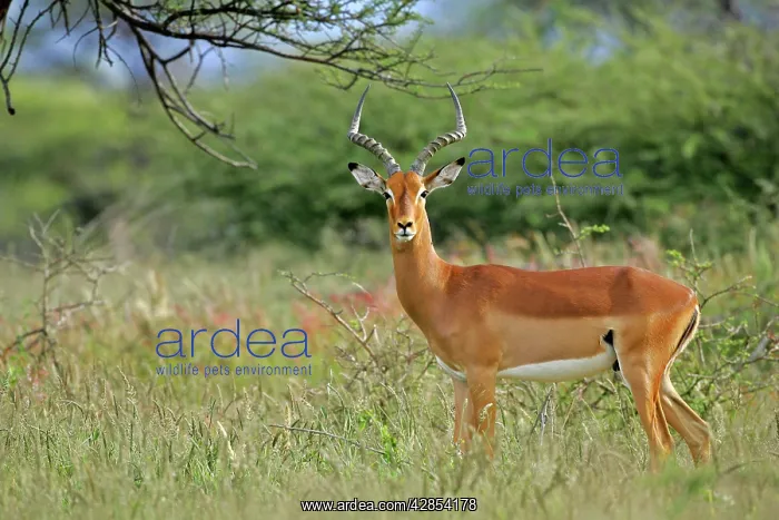 : Impala - male individual standing in acacia grove : Impala - male individual standing in acacia grove
