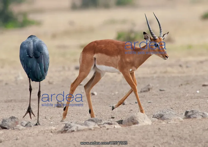 : Impala - with Maribou Stork (Leptoptilos crumeniferus) : Impala - with Maribou Stork (Leptoptilos crumeniferus)