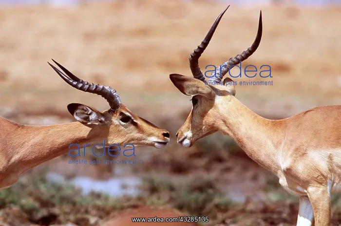 : IMPALA - meeting, facing each other : IMPALA - meeting, facing each other
