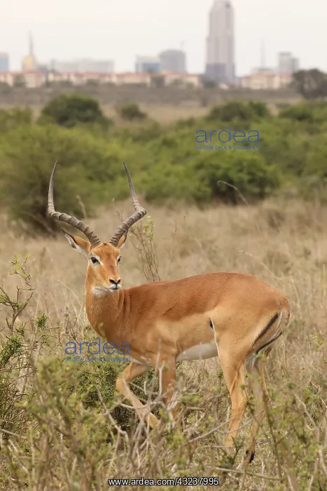 : Impala in Nairobi National Park with Nairobi : Impala in Nairobi National Park with Nairobi