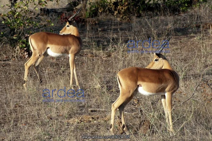  : Impala pair looking behind