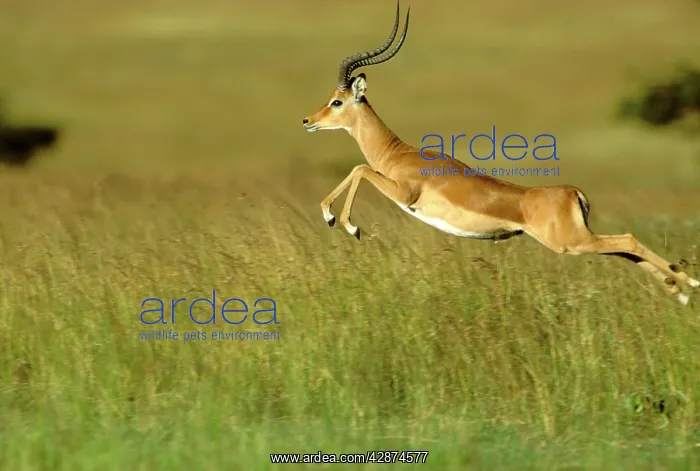  : Impala - pronking